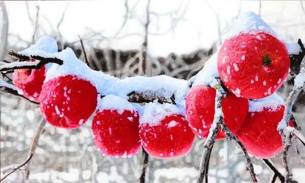 Natural-topia 97*162.2 Oil on Canvas 2021