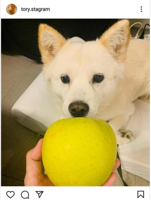 22일 자정 무렵 윤석열 전 검찰총장의 반려견 인스타그램 '토리스타그램'에 올라온 사과 사진. (사진=토리스타그램 캡처)