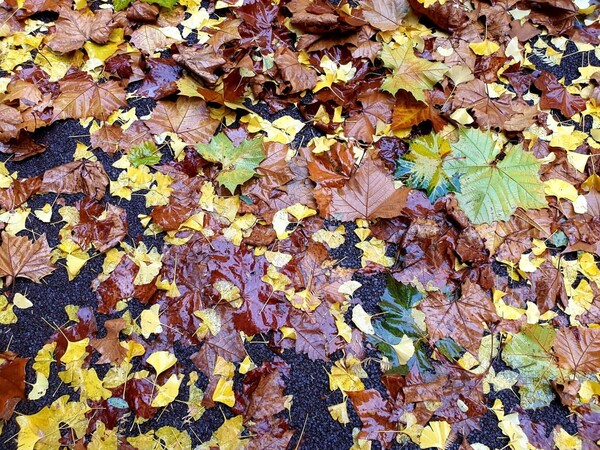 보랏빛 포도 위 비에 젖은 낙엽