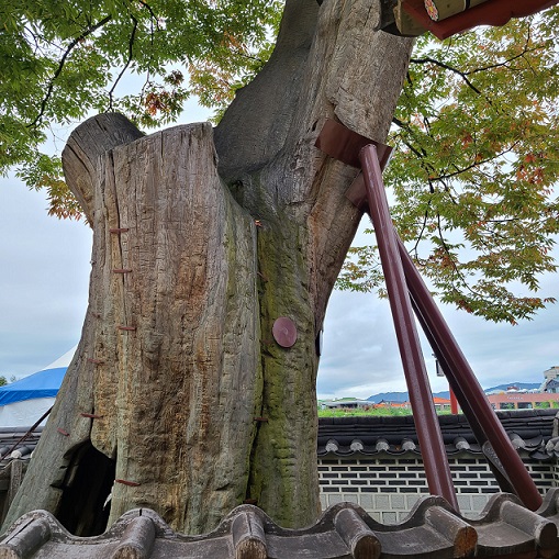 수원 화성에 있는 600년 된 느티나무. (사진=황현탁)