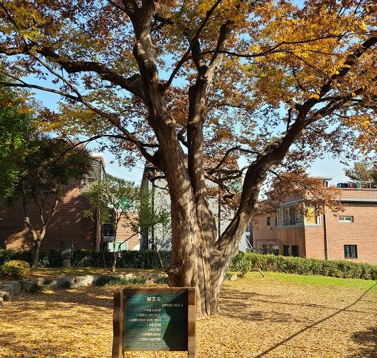 보호수로 지정된 일원터널 위 수령300년 넘은 느티나무. (사진=황현탁) 