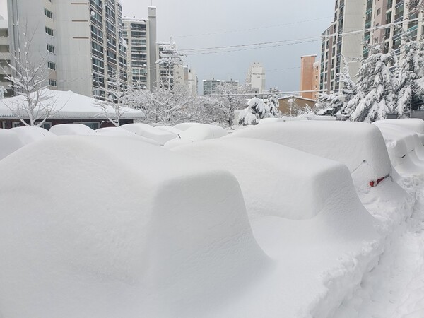 25일 50㎝ 이상 폭설이 쏟아진 강원 속초의 한 아파트 단지. 주차된 차량을 알아보기 힘들 정도로 눈이 수북하게 쌓여 있다. (사진=뉴스1)