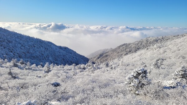 강원 영동지역 폭설이 쏟아져 25일 겨울왕국으로 변한 설악산 대청봉 일대. (사진=뉴스1) 