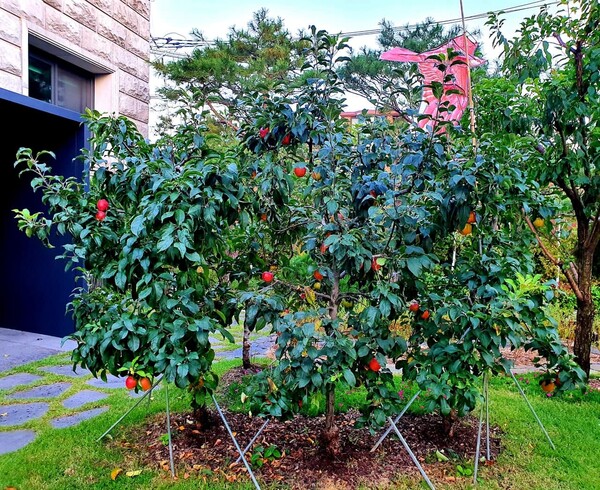 타작마당 정원의 사과나무, 2020. 10