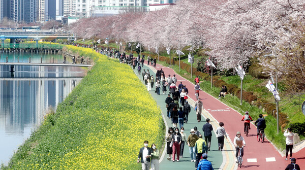 부산 지역 시민들이 벚꽃이 활짝 핀 29일 오후 동래구 온천천 시민공원에서 산보하고 있다.(www.newsfortrades.com 에서 NFT구매 / 이성민 촬영) 