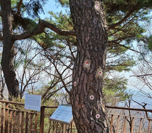 1968년 1.21 사태 당시 무장공비와의 교전으로 소나무에 생긴 총탄 자국.  (사진=황현탁)