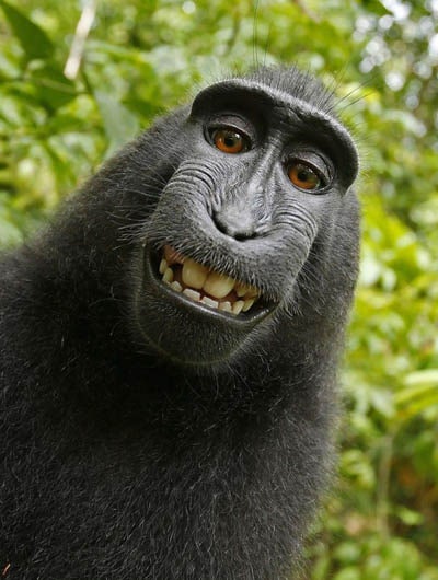 원숭이가 찍은 '원숭이 셀카'. / 출처= 구글 검색 (2022) 