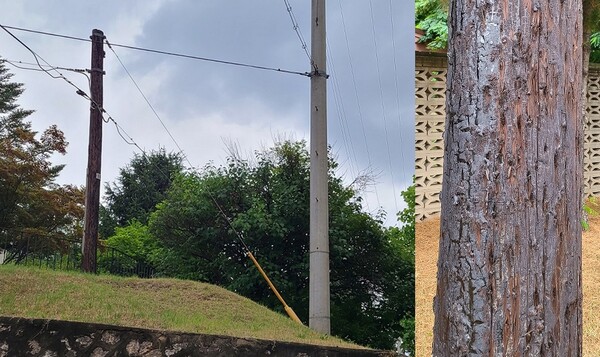 용산공원 내 70년된 나무 전봇대.(사진=뉴스1)