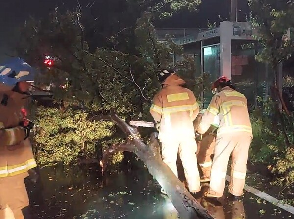 태풍 ‘힌남노’의 영향으로 5일 제주 서귀포 강정동에서 가로수가 쓰러져 소방대원들이 안전조치를 하고 있다. (사진=뉴스1)