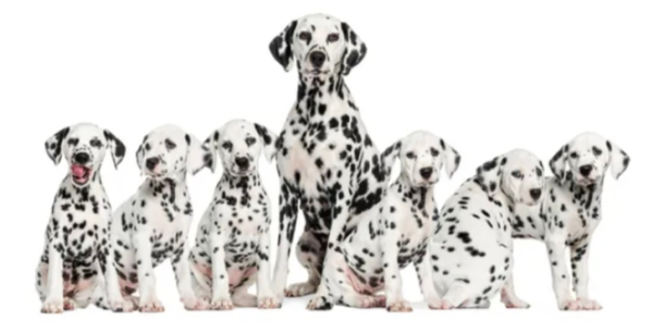 달마티아 출신 달마티안