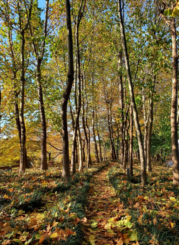양재천 수변의 가을날