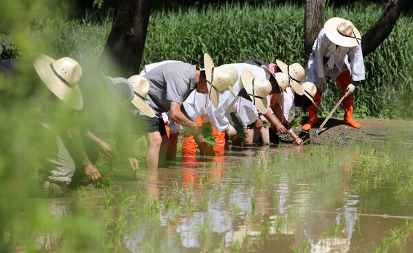 지난달 서울 강남구 개포동 양재천 벼농사학습장에서 열린 모내기 체험행사. (사진=뉴스1)