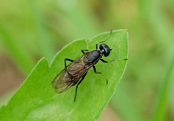 동애등에 성충. (출처: 국립공원공단 생물종정보)