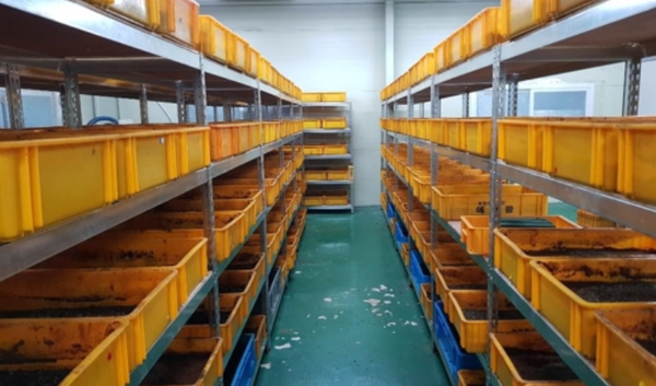 경북 지역 한 농업회사의 동애등에 유충 사육장. (사진=연합뉴스)