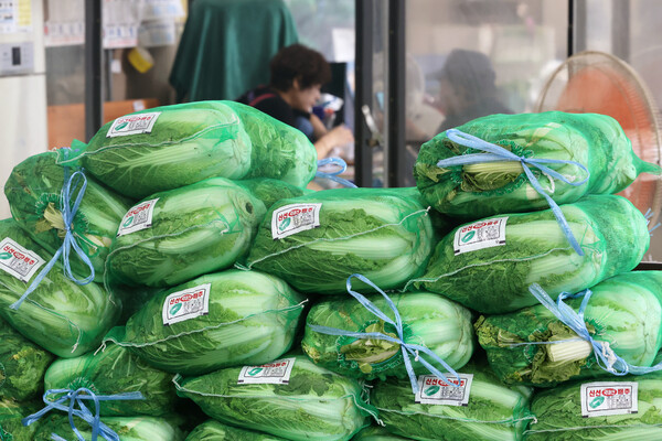 장기간 폭염 탓에 이달 배춧값이 1년 전에 비해 37.3% 치솟았다. (사진=연합뉴스)