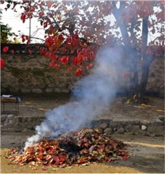 푸슥푸슥 타면서 연기가 피어오르는 만추의 낙엽 (출처 미상).