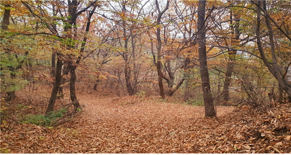  화정공설묘지로 올라가는 만추의 낙엽길.