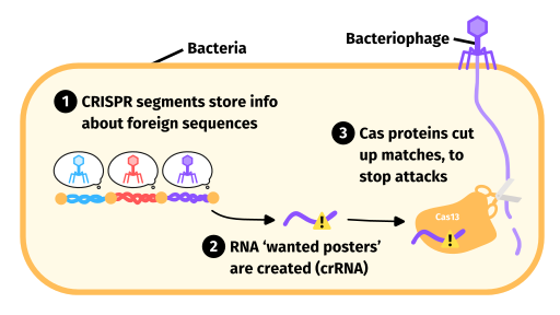 박테리오파지(바이러스)의 침입에 대항하는 세균(박테리아)의 크리스퍼 방어체계 ( 저작권자 = Domdomegg )
