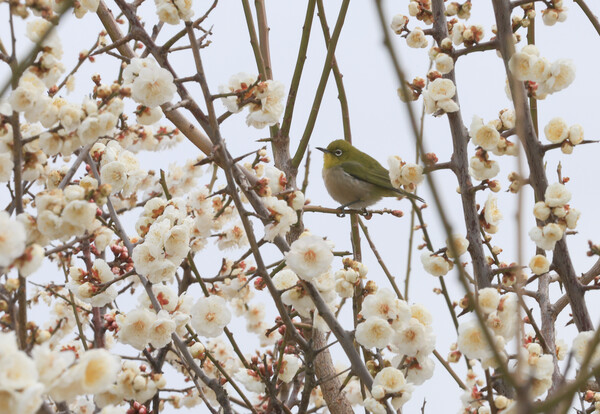 23일 제주시 산짓물공원에 활짝 핀 매화 사이에 동박새가 앉아 있다. (사진=연합뉴스)