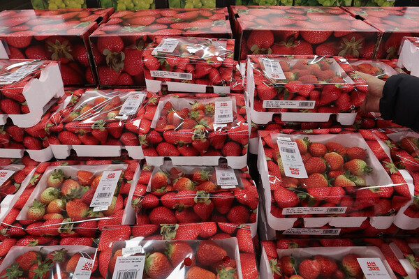 2일 서울 시내 대형마트의 과일 판매대에서 고객이 딸기를 살펴보고 있다. 지난해 대형마트 3사에서 가장 많이 팔린 과일은 '딸기'로 3년 연속 1위를 기록했다. (사진=연합뉴스)