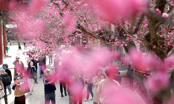 경남지역 낮 최고기온이 18도까지 오른 12일 국내 삼보사찰 중 하나인 양산시 하북면 통도사에 홍매화가 펴 봄기운을 전하고 있다. (사진=연합뉴스)