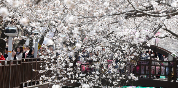 30일 경남 창원시 진해구 여좌천 일대에 벚꽃이 활짝 폈다. 창원시는  대형 산불 여파로 4월 6일까지 열리는 제63회 진해군항제를 대폭 축소해 진행한다. (사진=연합뉴스)