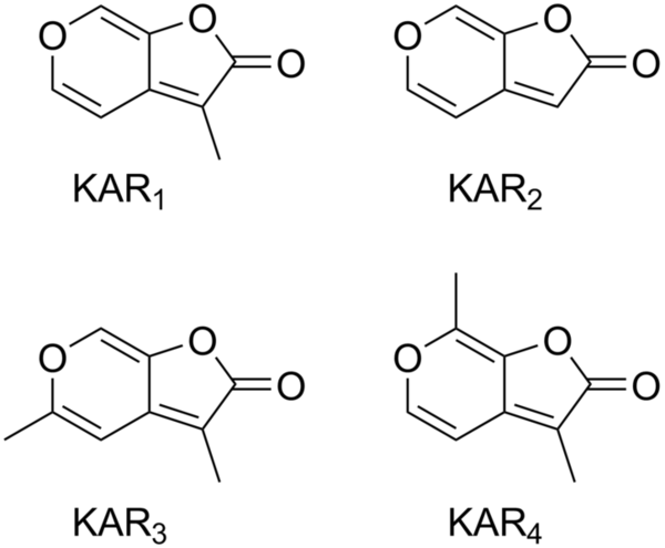  종자발아를 촉진하는 물질인 카리킨(karrikin)의 구조