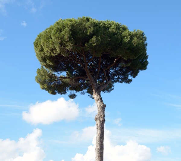 꼭대기 부근에 잎을 보존하는 방식으로 화재에 대응하여 진화한 우산 소나무 ( 저작권자 = Livioandronico2013 )  