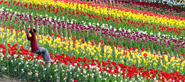 23일 대구 달서구 이월드 튤립정원에 튤립이 만개한 가운데 시민들이 나들이를 즐기고 있다. (사진=연합뉴스)