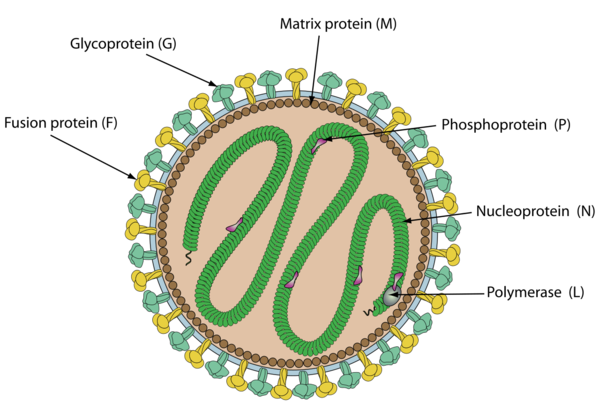 니파 바이러스의 구조 (  출처 : https://viralzone.expasy.org/85 Henipavirus )   