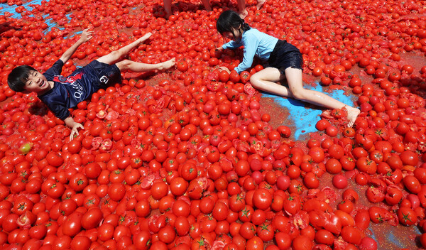 22일 경기도 광주시 퇴촌면 광동로 일원에서 열린 '제23회 퇴촌토마토 거리축제'에서 '황금 토마토를 찾아라' 이벤트에 참가한 어린이들이 토마토 풀장에서 즐거워하고 있다. (사진=연합뉴스)