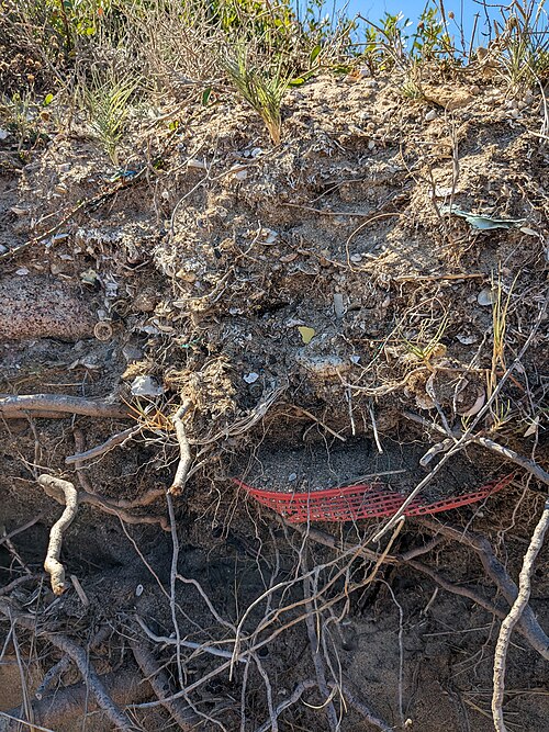 조개껍데기와 플라스틱이 함께 퇴적되어 인류세의 특징을 보이는 해안사구 ( 저작권자 = Bramfab ) 