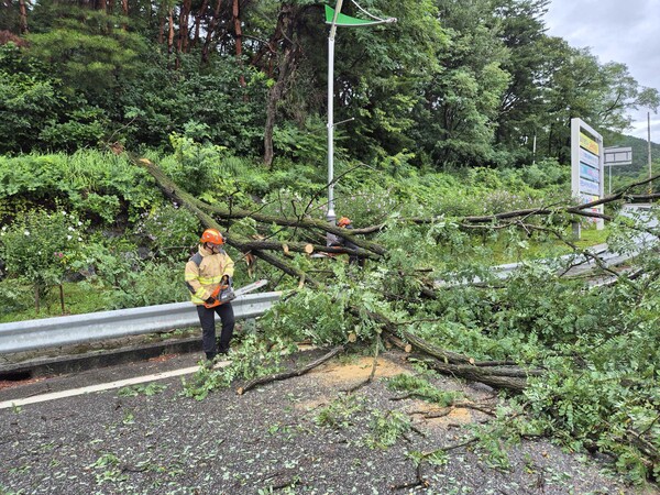 강원 내륙을 중심으로 많은 비가 내린 14일 홍천군 북방면 중화계리 한 도로 인근에 나무가 쓰러져 소방 당국이 제거 조치하고 있다. (사진=연합뉴스)