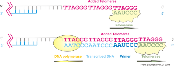 텔로미어의 길이를 늘리는 텔로머라제의 역할 ( GNU Free Documentation License )